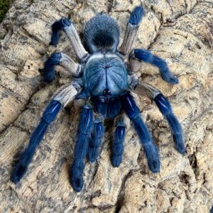 Monocentropus Balfouri L1