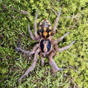 Hapalopus Formosus L3