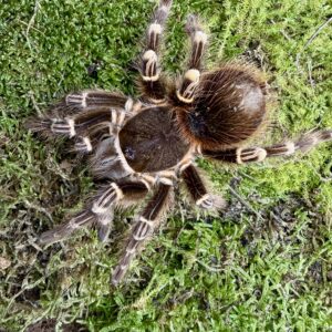 Acanthoscurria geniculata L2