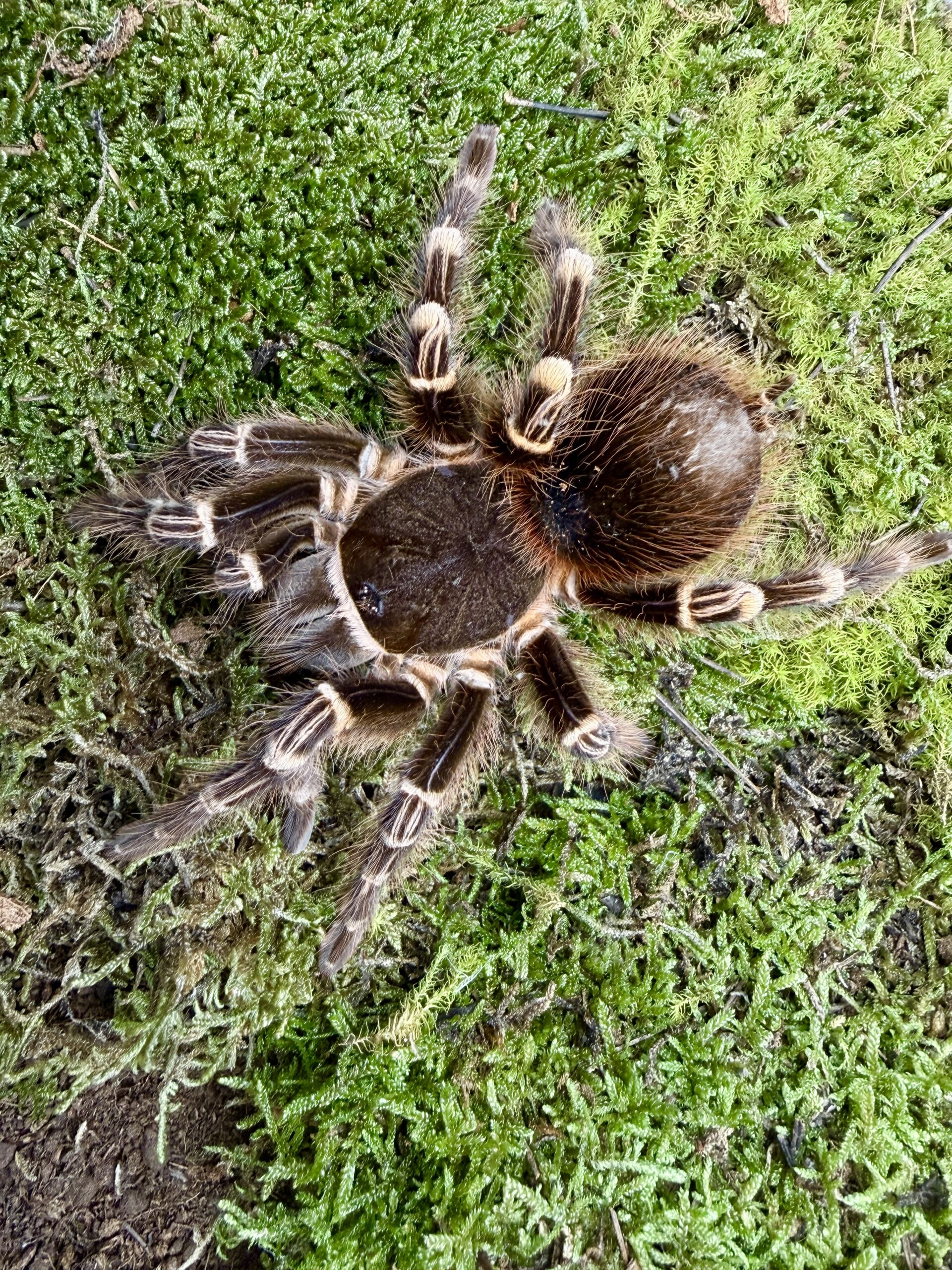 Acanthoscurria geniculata L2