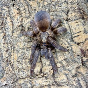 Psalmopoeus reduncus L1