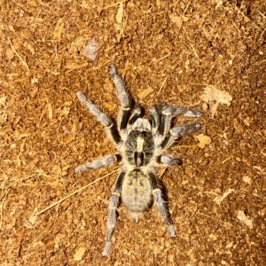 Ceratogyrus darlingi L3