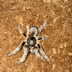 Ceratogyrus marshalli L2