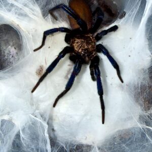 Linothele sericata L1