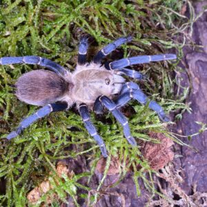 Cyclosternum sp. Aureum L2