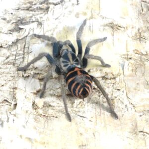 Davus sp. Chiapas L4